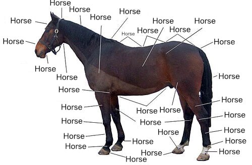 Het Paard